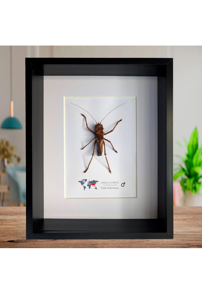 Lesina ensifera, katydids, bush cricket, dragon headed, west java, indonesia, frame 8" x 10"
