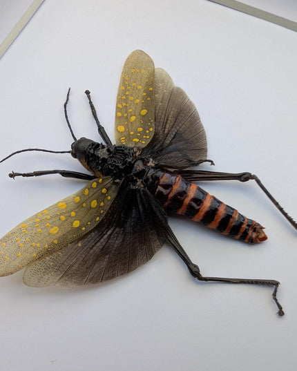 Framed spotted grasshopper: ethically sourced nature art (8"x8")