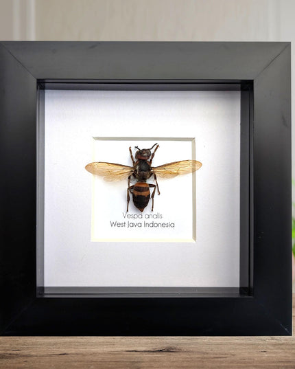 Framed vespa analis: yellow-vented hornet from indonesia (4x4)