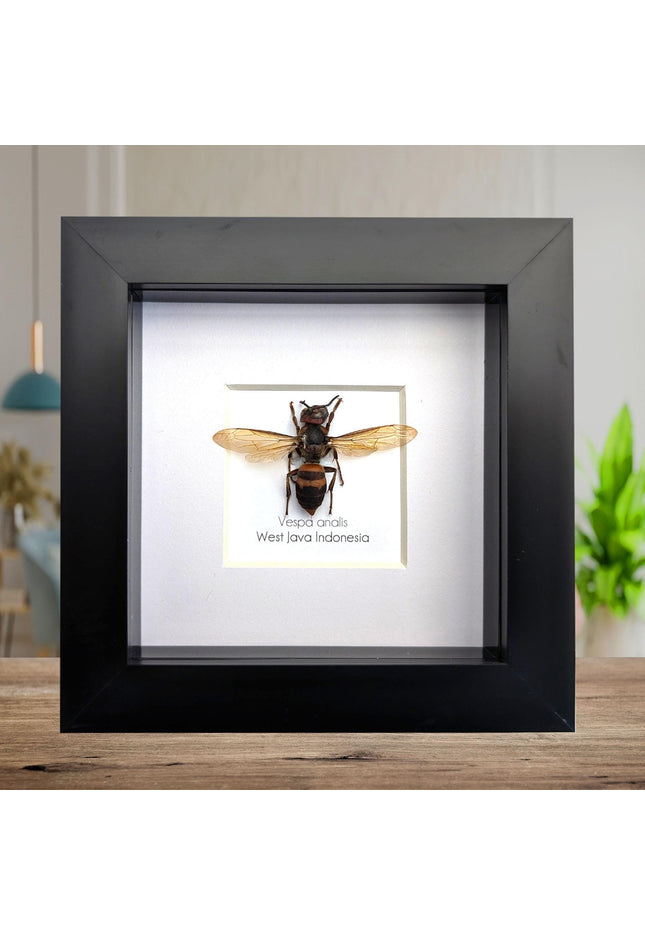 Framed vespa analis: yellow-vented hornet from indonesia (4x4)