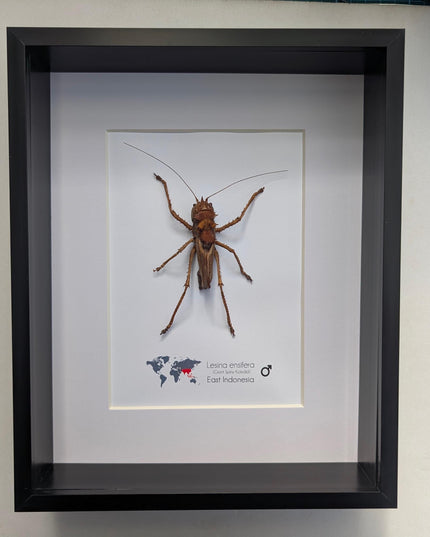 Lesina ensifera, katydids, bush cricket, dragon headed, west java, indonesia, frame 8" x 10"