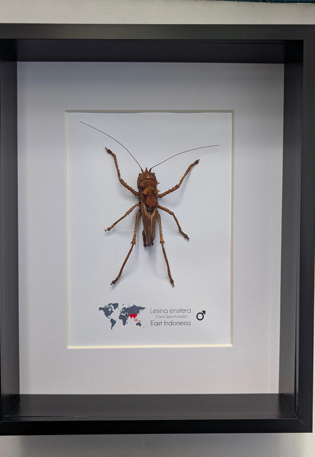 Lesina ensifera, katydids, bush cricket, dragon headed, west java, indonesia, frame 8" x 10"