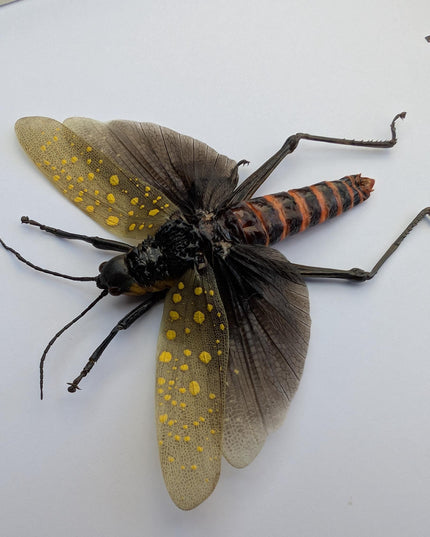 Framed spotted grasshopper: ethically sourced nature art (8"x8")