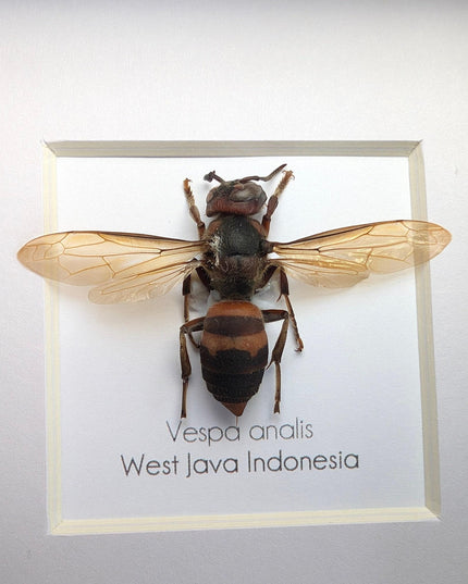 Framed vespa analis: yellow-vented hornet from indonesia (4x4)