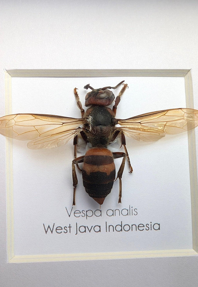 Framed vespa analis: yellow-vented hornet from indonesia (4x4)