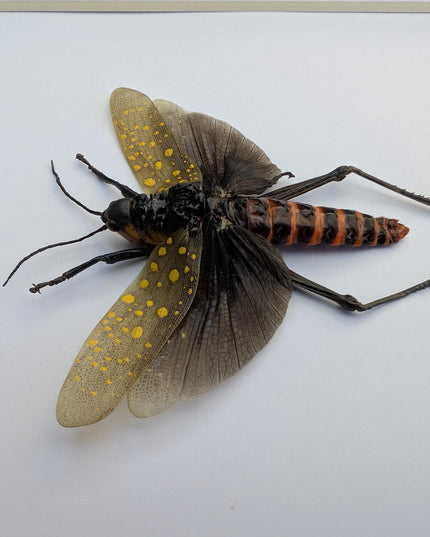 Framed spotted grasshopper: ethically sourced nature art (8"x8")