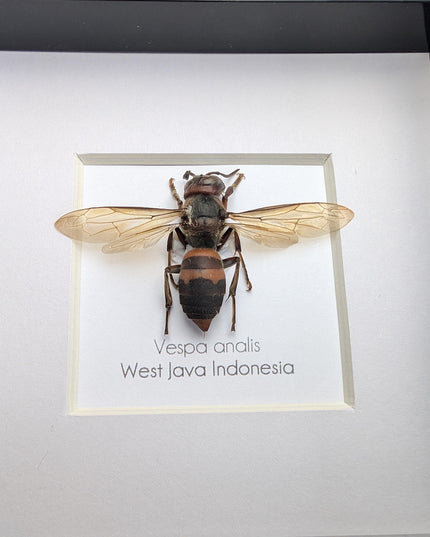 Framed vespa analis: yellow-vented hornet from indonesia (4x4)