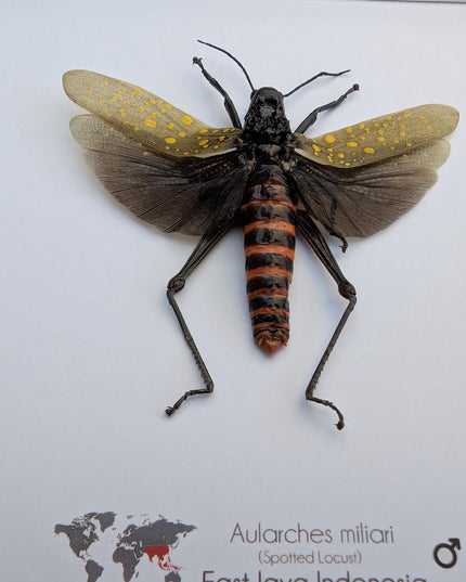 Framed spotted grasshopper: ethically sourced nature art (8"x8")