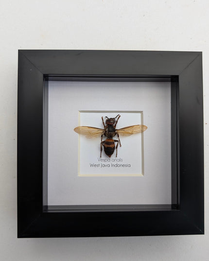 Framed vespa analis: yellow-vented hornet from indonesia (4x4)