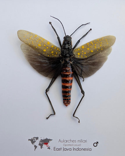 Framed spotted grasshopper: ethically sourced nature art (8"x8")