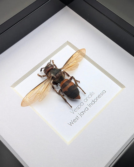 Framed vespa analis: yellow-vented hornet from indonesia (4x4)