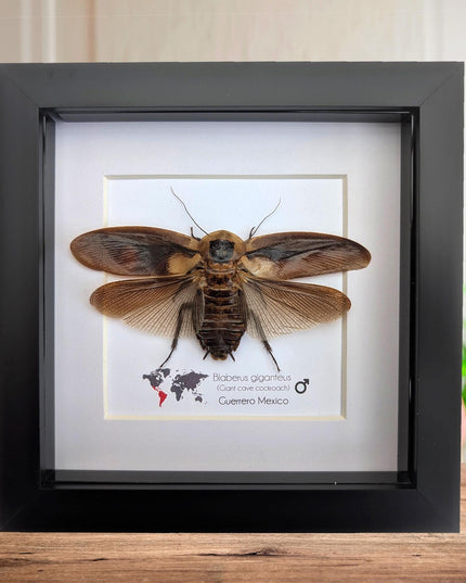 Taxidermy Central American Giant Cave Cockroach, Framed Nature Art