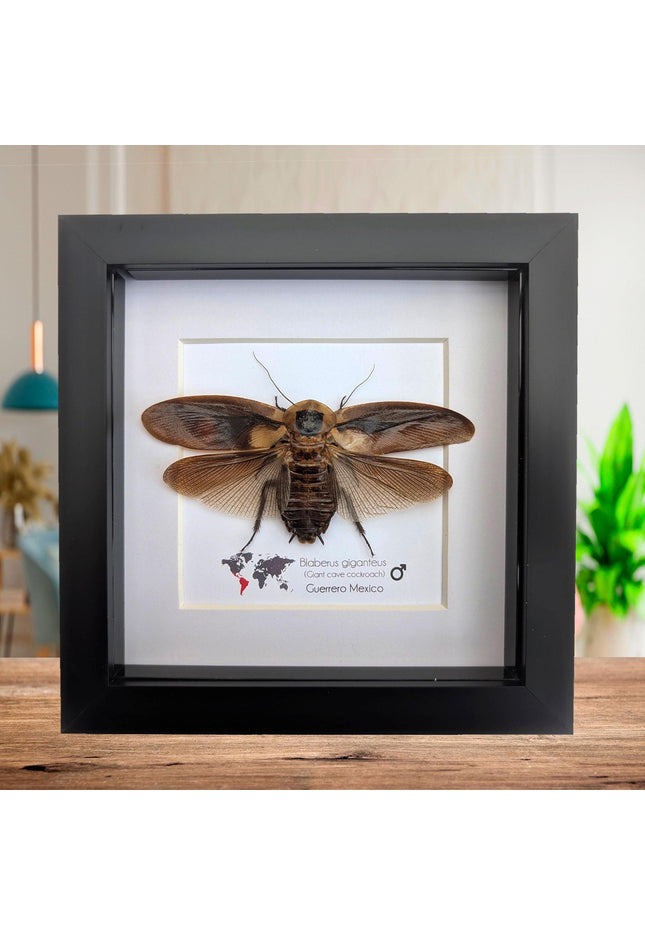Taxidermy Central American Giant Cave Cockroach, Framed Nature Art
