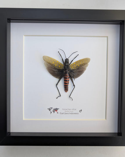 Framed spotted grasshopper: ethically sourced nature art (8"x8")