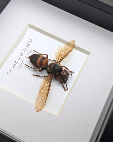 Framed vespa analis: yellow-vented hornet from indonesia (4x4)