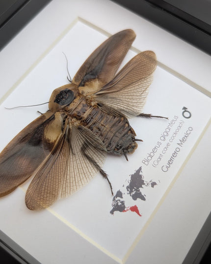 Taxidermy Central American Giant Cave Cockroach, Framed Nature Art