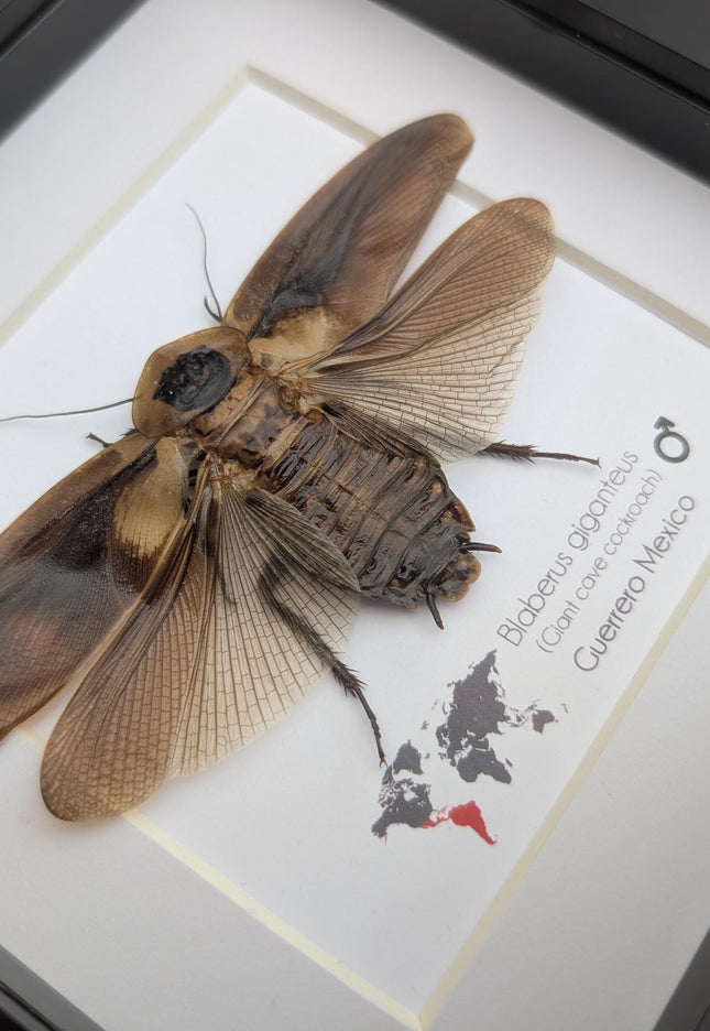 Taxidermy Central American Giant Cave Cockroach, Framed Nature Art