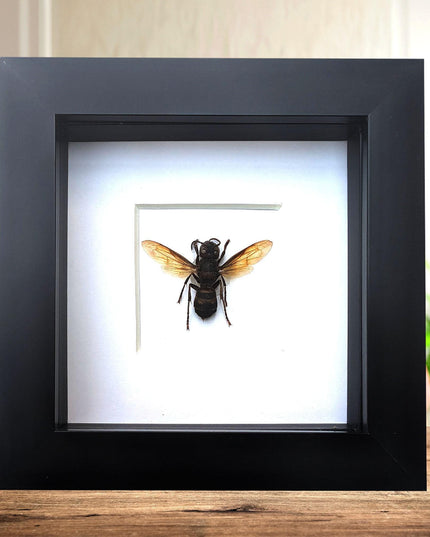 Framed vespa analis: yellow-vented hornet from indonesia (4x4)
