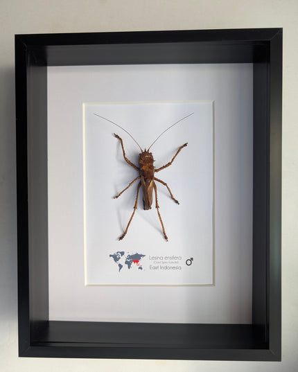 Lesina ensifera, katydids, bush cricket, dragon headed, west java, indonesia, frame 8" x 10"