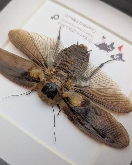 Taxidermy Central American Giant Cave Cockroach, Framed Nature Art
