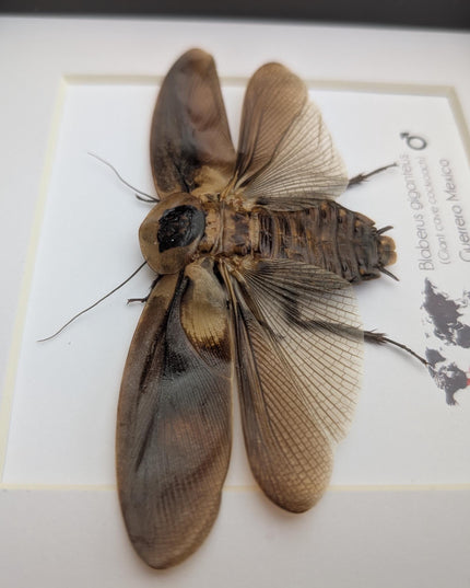 Taxidermy Central American Giant Cave Cockroach, Framed Nature Art