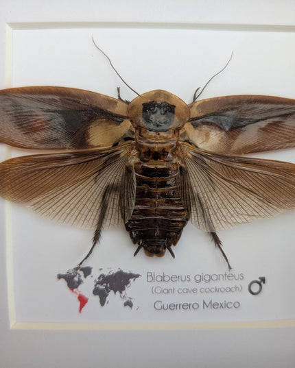 Taxidermy Central American Giant Cave Cockroach, Framed Nature Art