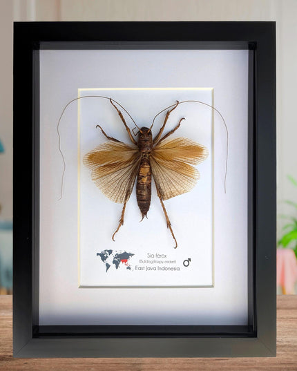 Framed raspy cricket specimen: sia ferox from java, indonesia (8x10)