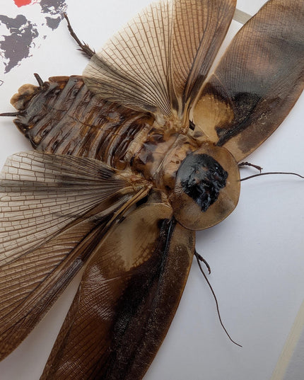 Taxidermy Central American Giant Cave Cockroach, Framed Nature Art