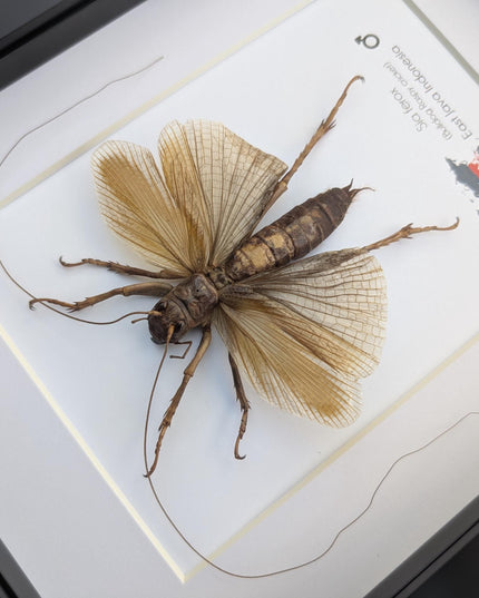 Framed raspy cricket specimen: sia ferox from java, indonesia (8x10)