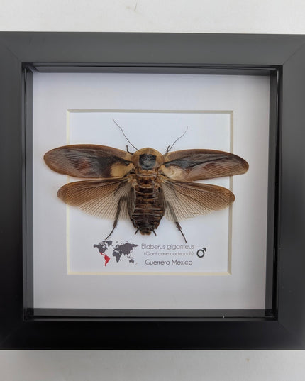 Taxidermy Central American Giant Cave Cockroach, Framed Nature Art