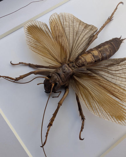 Framed raspy cricket specimen: sia ferox from java, indonesia (8x10)