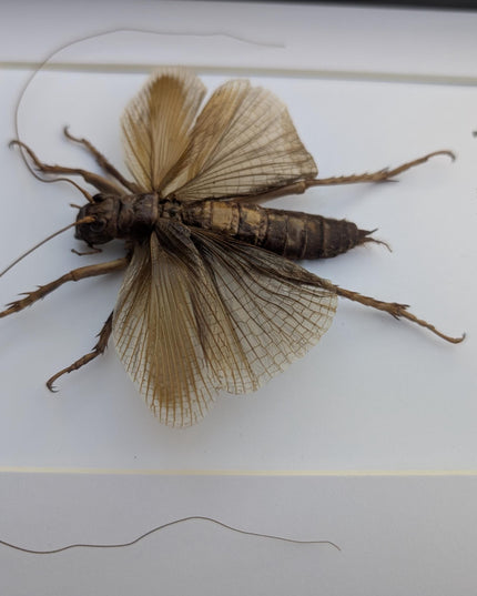 Framed raspy cricket specimen: sia ferox from java, indonesia (8x10)