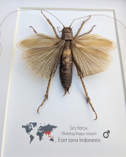 Framed raspy cricket specimen: sia ferox from java, indonesia (8x10)
