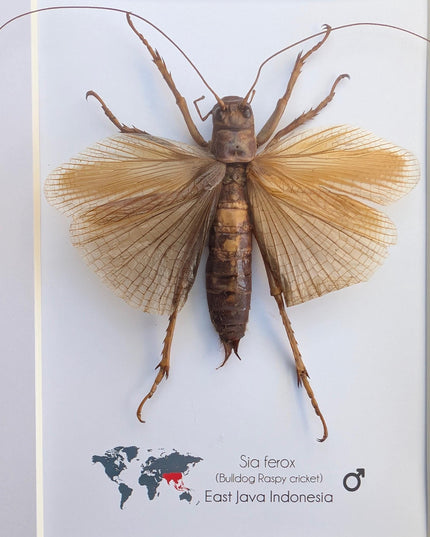 Framed raspy cricket specimen: sia ferox from java, indonesia (8x10)