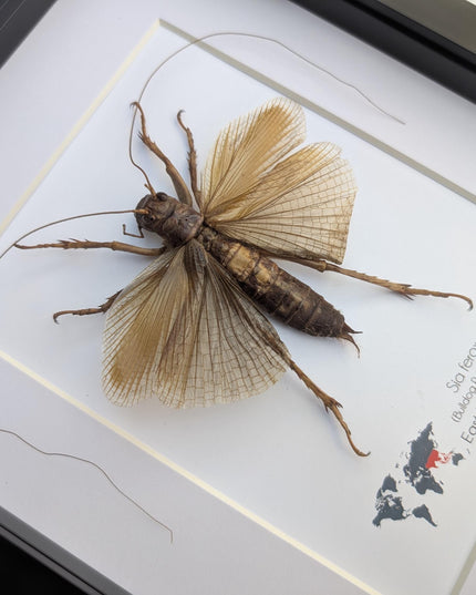 Framed raspy cricket specimen: sia ferox from java, indonesia (8x10)