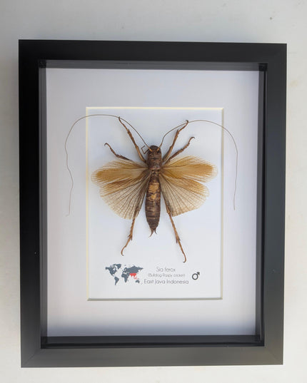 Framed raspy cricket specimen: sia ferox from java, indonesia (8x10)