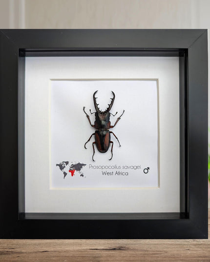 Framed prosopocoilus savagei stag beetle: ethically sourced entomology wall art