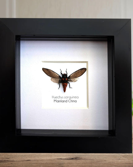 Huechys sanguinea, taxidermy, blood red cicada, entomology present, bug collection, nature art, natural history, ethically sourced, insect
