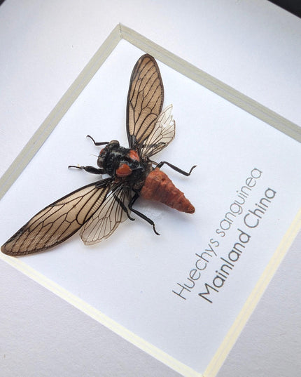 Huechys sanguinea, taxidermy, blood red cicada, entomology present, bug collection, nature art, natural history, ethically sourced, insect