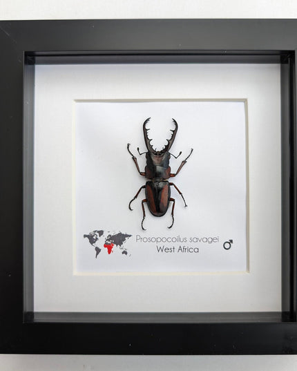 Framed prosopocoilus savagei stag beetle: ethically sourced entomology wall art