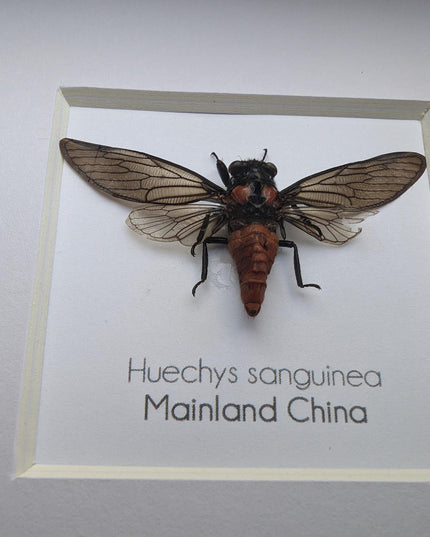 Huechys sanguinea, taxidermy, blood red cicada, entomology present, bug collection, nature art, natural history, ethically sourced, insect