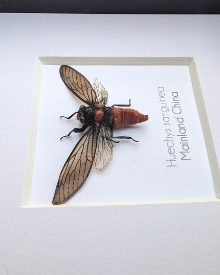 Huechys sanguinea, taxidermy, blood red cicada, entomology present, bug collection, nature art, natural history, ethically sourced, insect