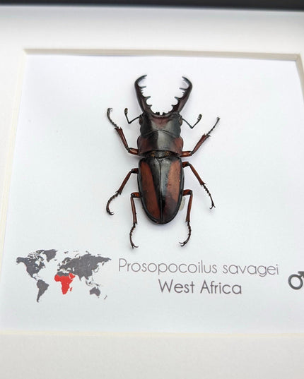 Framed prosopocoilus savagei stag beetle: ethically sourced entomology wall art