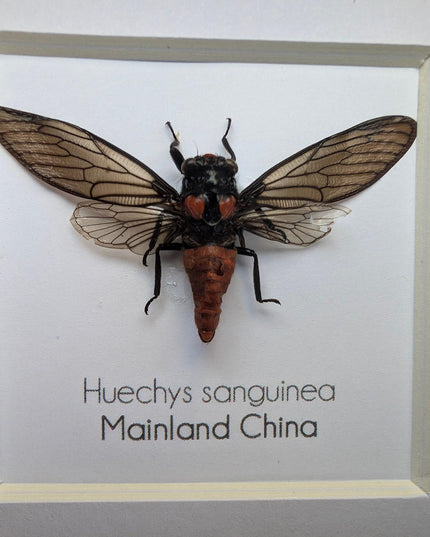 Huechys sanguinea, taxidermy, blood red cicada, entomology present, bug collection, nature art, natural history, ethically sourced, insect