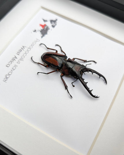 Framed prosopocoilus savagei stag beetle: ethically sourced entomology wall art