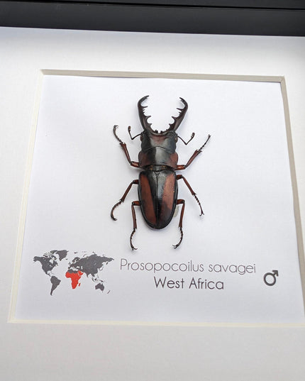 Framed prosopocoilus savagei stag beetle: ethically sourced entomology wall art