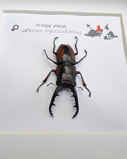 Framed prosopocoilus savagei stag beetle: ethically sourced entomology wall art