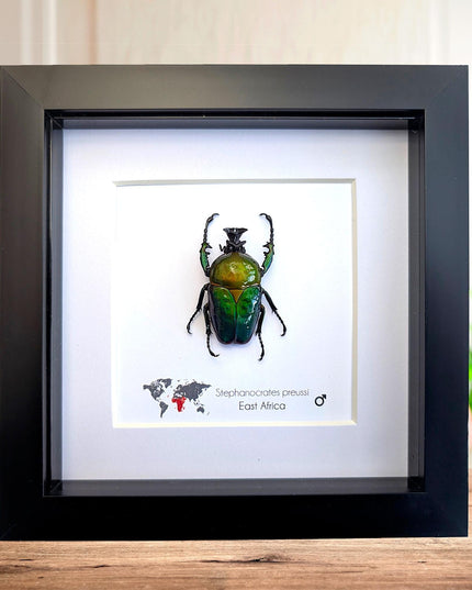 Framed preusi jewel beetle taxidermy: rare entomology wall art (6x6)