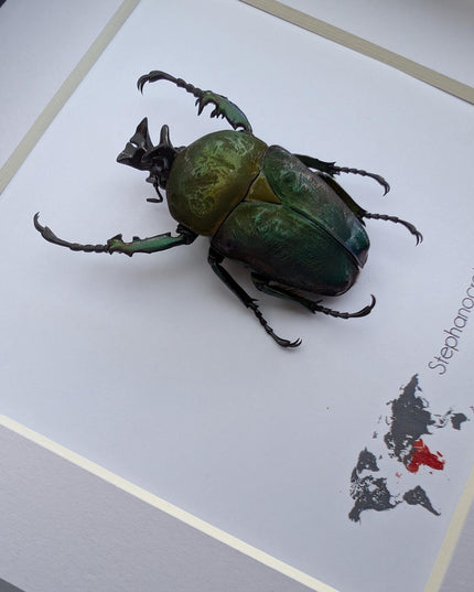Framed preusi jewel beetle taxidermy: rare entomology wall art (6x6)