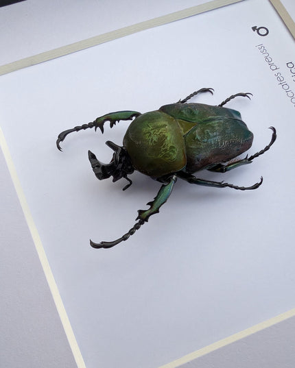 Framed preusi jewel beetle taxidermy: rare entomology wall art (6x6)